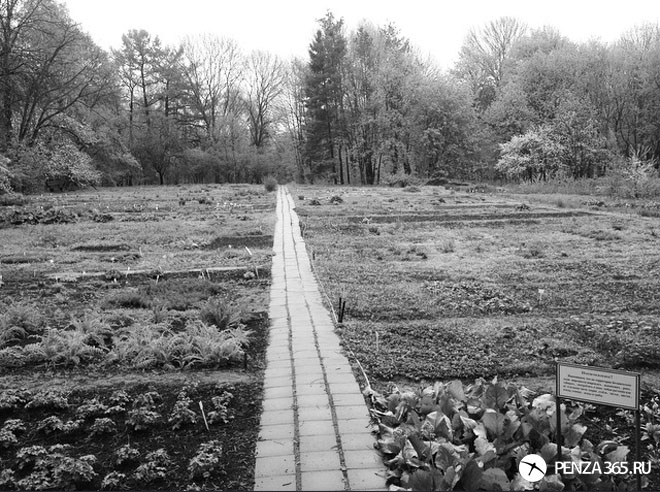 фото ботанического сада в пензе