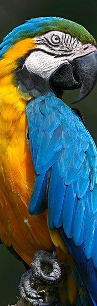 Выставка попугаев в Пензе